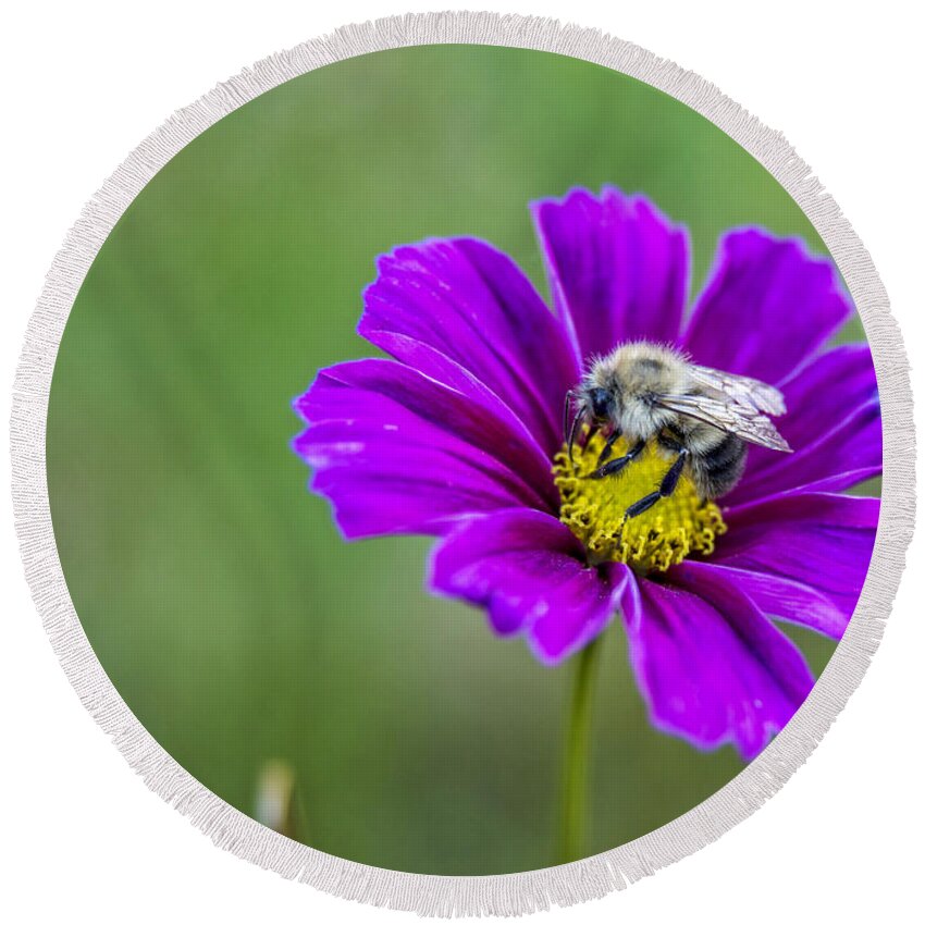 Bee Round Beach Towel featuring the photograph Bee #2 by Alana Ranney