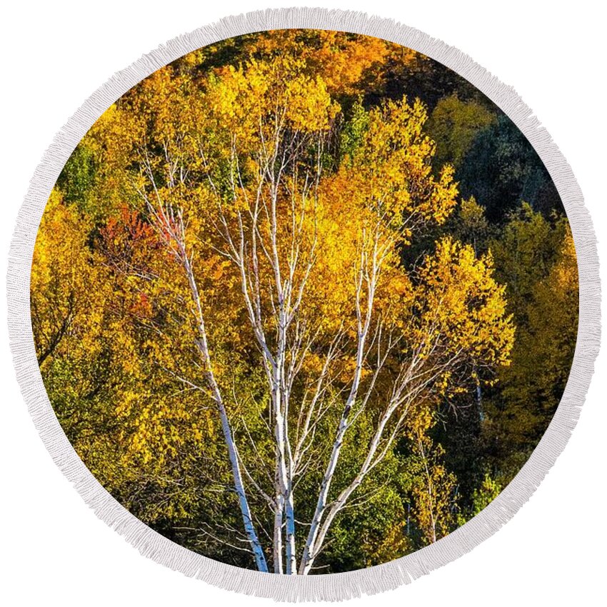 Vermont Round Beach Towel featuring the photograph Birch Tree #2 by Peggy Blackwell