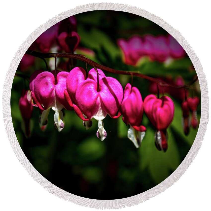 Flower Round Beach Towel featuring the photograph Bleeding Hearts #1 by William Norton