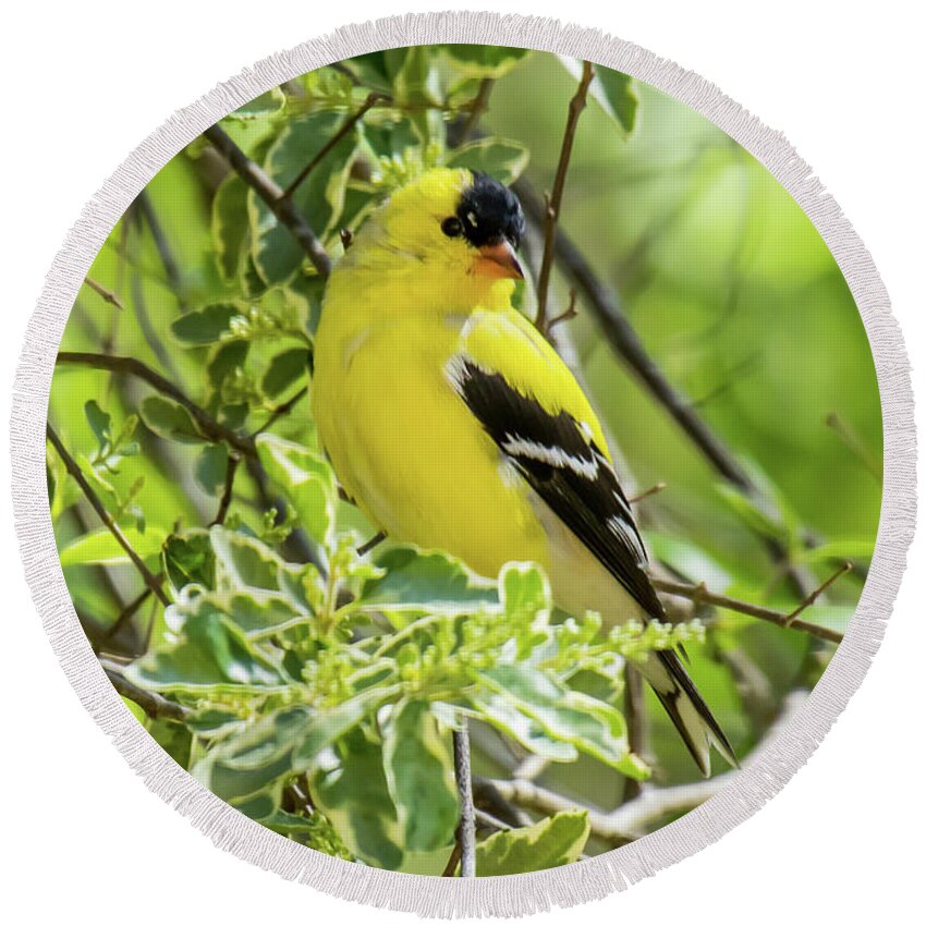 American Goldfinch Round Beach Towel featuring the photograph Blending In #1 by Robert L Jackson