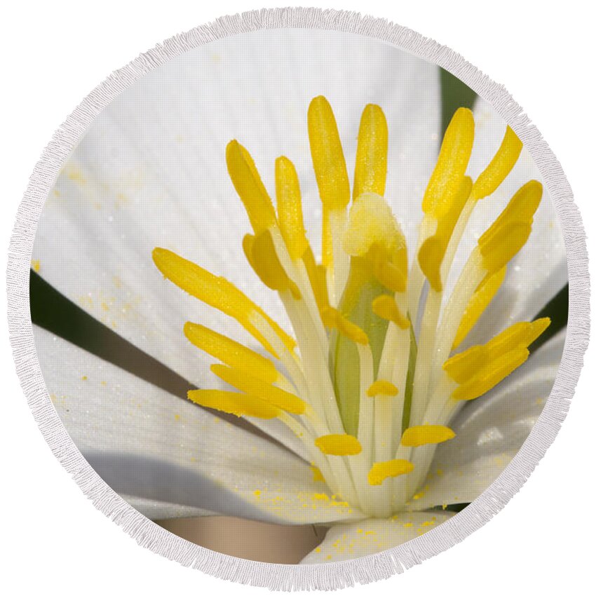 Flowers Round Beach Towel featuring the photograph Bloodroot flowers #1 by Steven Ralser