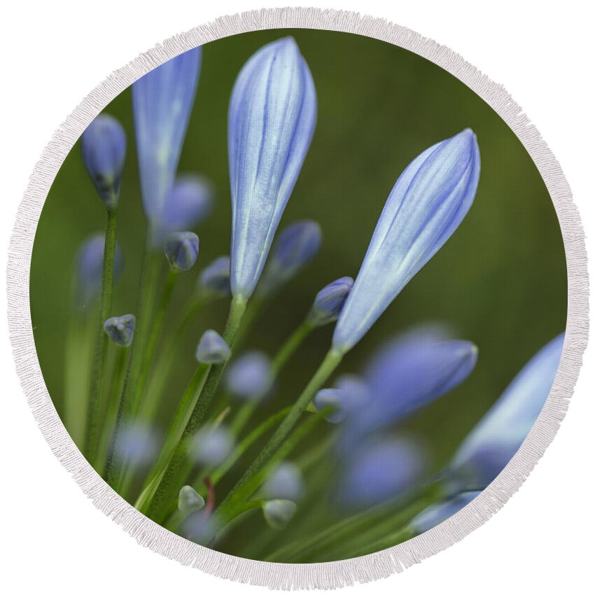 Flower Round Beach Towel featuring the photograph Blue Flowers #1 by Nailia Schwarz