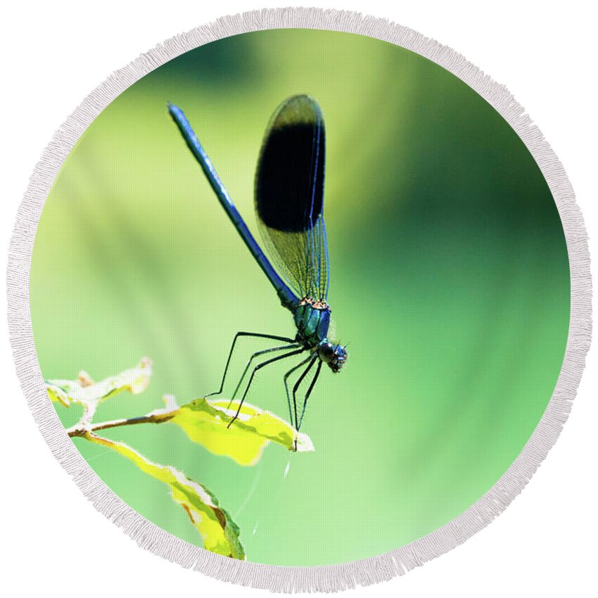 Countryside Round Beach Towel featuring the photograph Broad-winged Damselfly, Dragonfly by Amanda Mohler