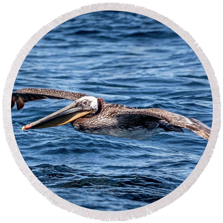 Brown Pelican Round Beach Towel featuring the photograph Brown Pelican 4 #1 by Endre Balogh