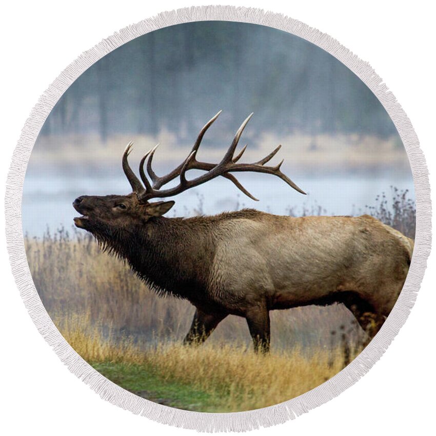 Elk Round Beach Towel featuring the photograph Bull Elk by Wesley Aston