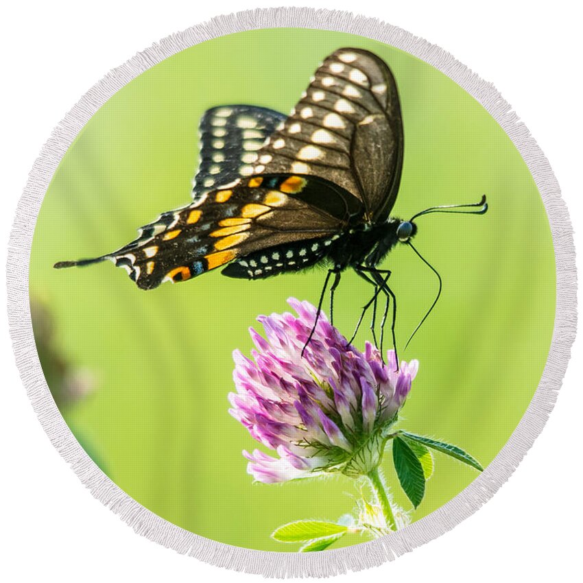 Cheryl Baxter Photography Round Beach Towel featuring the photograph Butterfly Perfection #1 by Cheryl Baxter