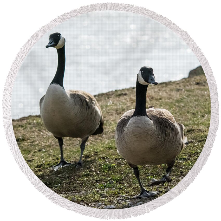 Jan Holden Round Beach Towel featuring the photograph Canada Geese   by Holden The Moment