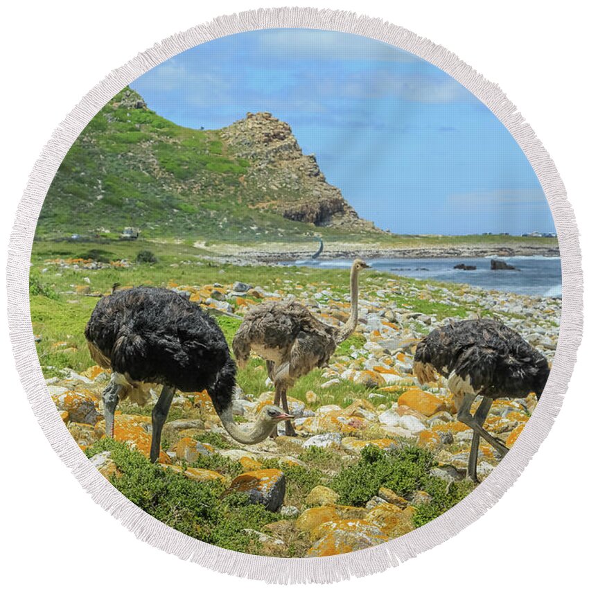 Three Ostriches Round Beach Towel featuring the photograph Cape of Good Hope South Africa #1 by Benny Marty