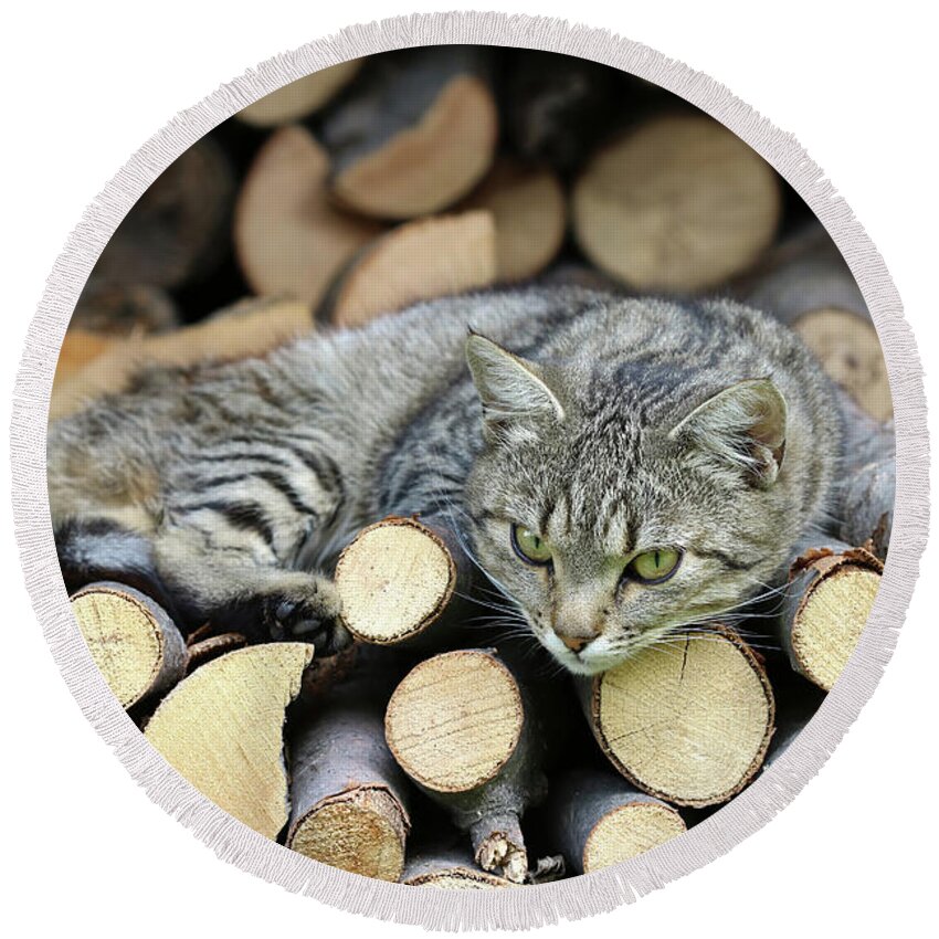 Rest Round Beach Towel featuring the photograph Cat resting on a heap of logs #1 by Michal Boubin