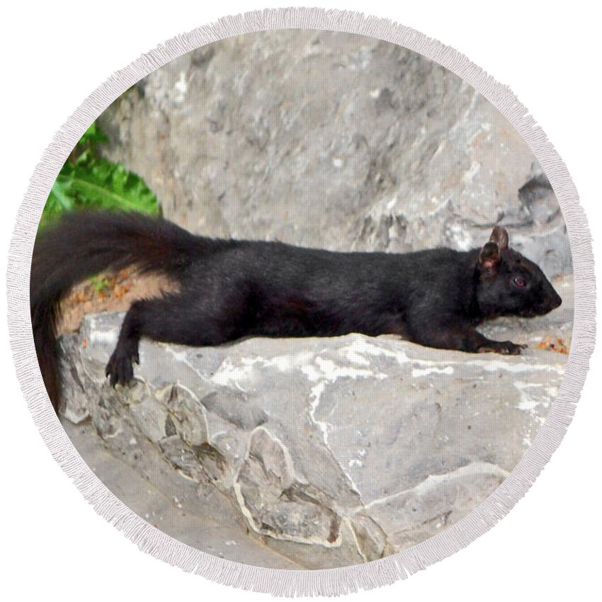 Squirrel Round Beach Towel featuring the photograph Catching Some Rays 006 #1 by George Bostian