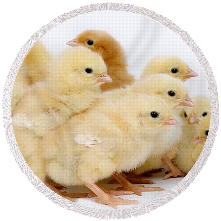 Chick Round Beach Towel featuring the photograph Chicks #1 by Gerard Lacz