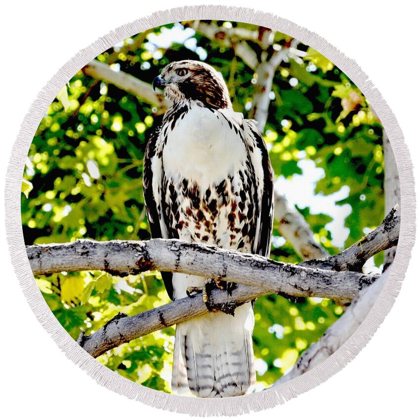Hawk Round Beach Towel featuring the photograph Colorado Red Tailed Hawk #1 by Amy McDaniel