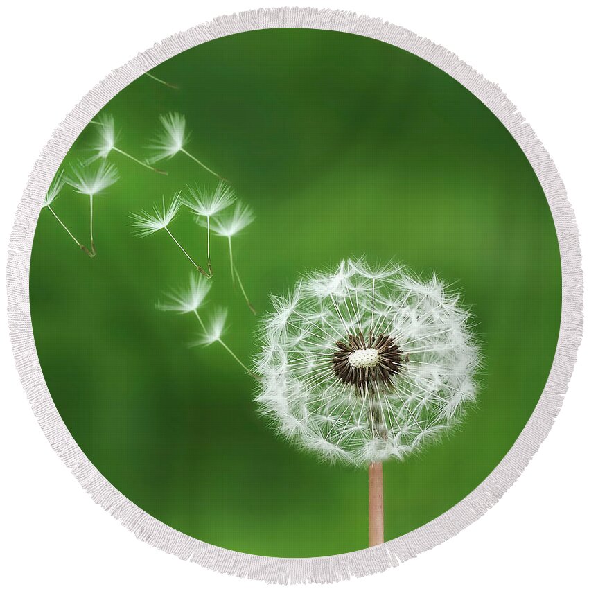 Abstract Round Beach Towel featuring the photograph Dandelion #1 by Bess Hamiti