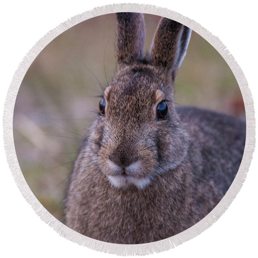 Snowshoe Hare Round Beach Towel featuring the photograph DDP DJD Snowshoe Hare 98 #1 by David Drew