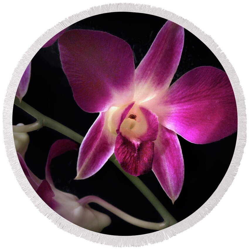 Dendrobium Orchid Round Beach Towel featuring the photograph Dendrobium Orchid #1 by Nancy Griswold