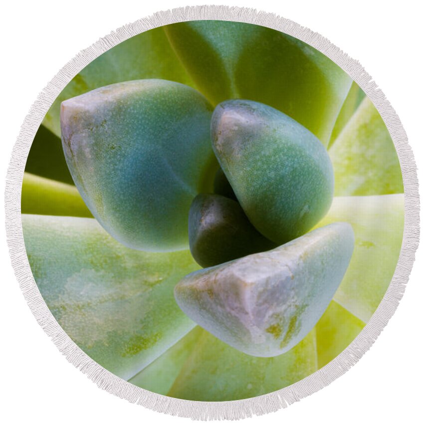 Beautiful Round Beach Towel featuring the photograph Blue Pearl Plant by Raul Rodriguez