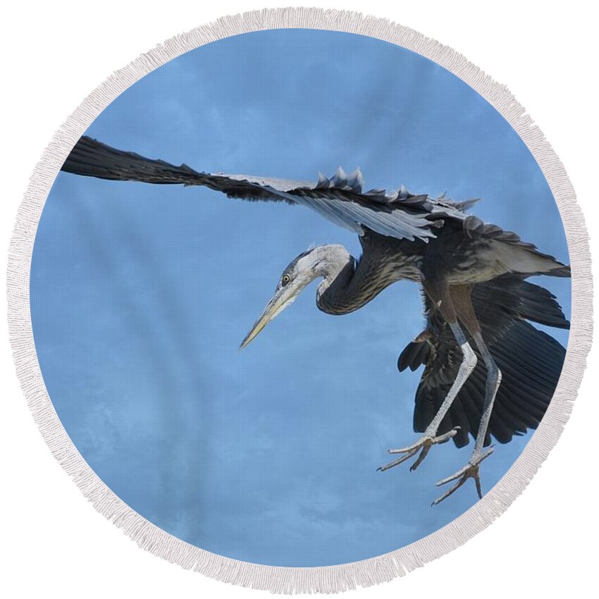 Great Blue Heron Round Beach Towel featuring the photograph Dropping In #1 by Fraida Gutovich