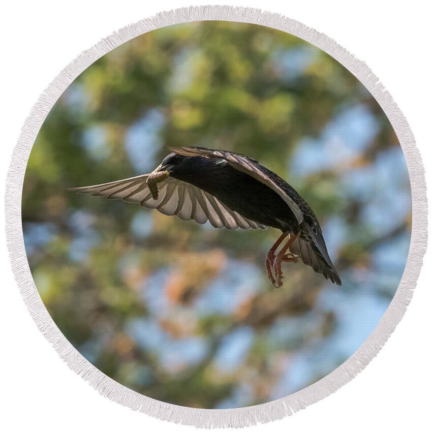 Starling Round Beach Towel featuring the photograph European Starling  #1 by Holden The Moment