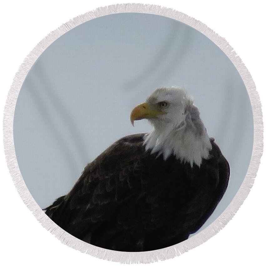 Bold Eagle Round Beach Towel featuring the photograph Eye on you by Yumi Johnson