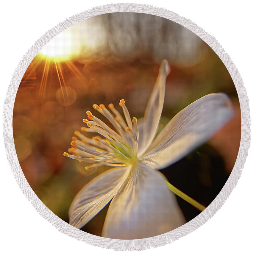 Flower Round Beach Towel featuring the photograph False Rue Anemone #1 by Robert Charity