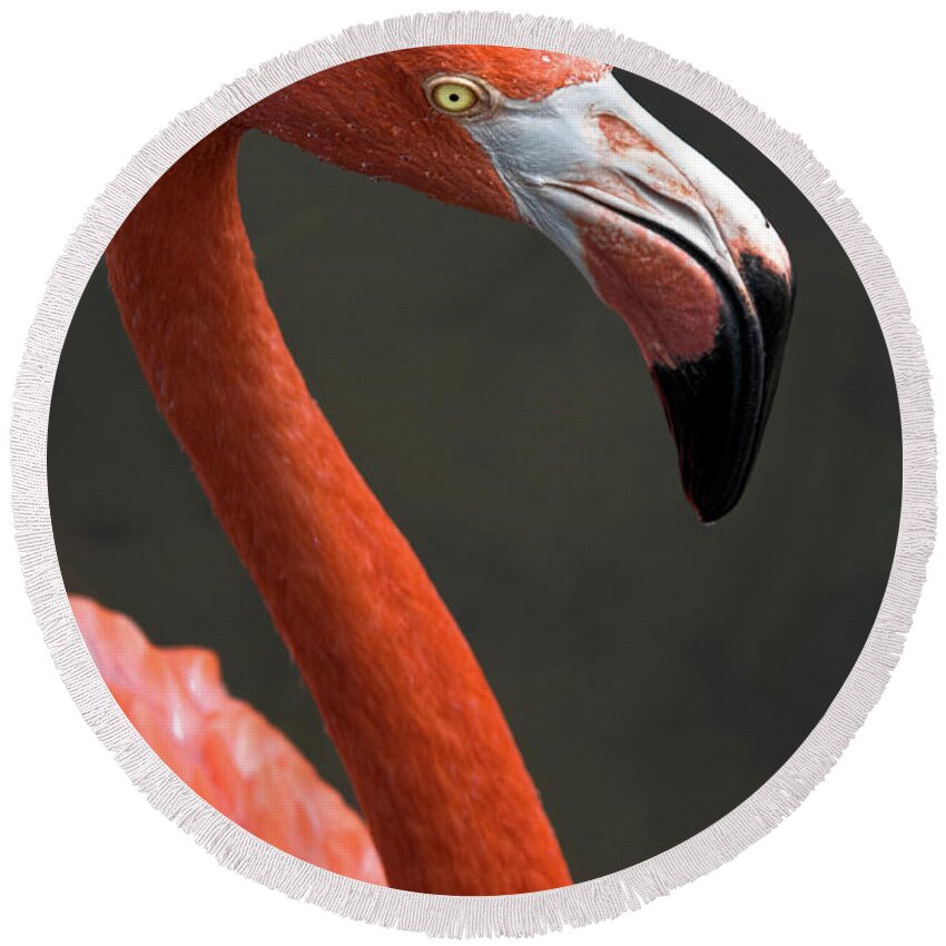 Flamingo Round Beach Towel featuring the photograph Flamingo by Christopher Holmes