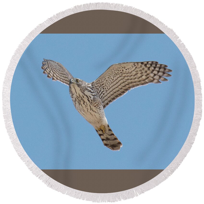 Hawk Round Beach Towel featuring the photograph Flying Low #1 by Judd Nathan