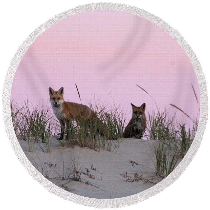 Fox Round Beach Towel featuring the photograph Fox and Vixen by Robert Banach