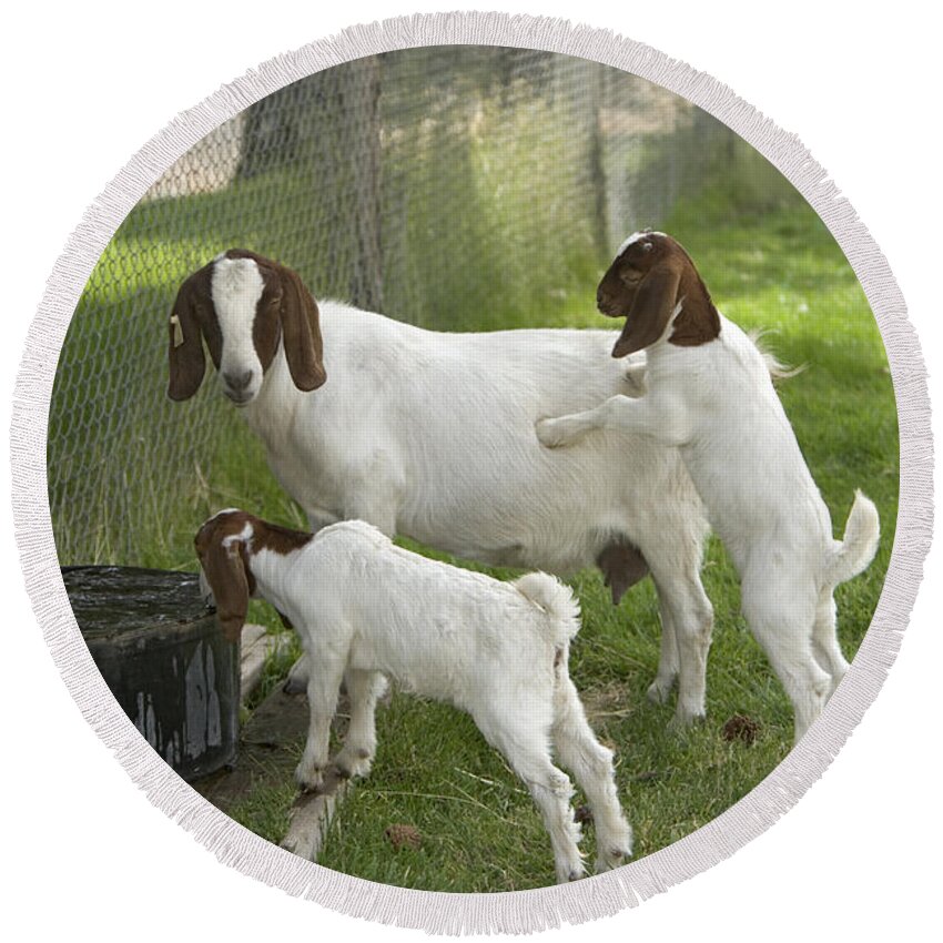 Boer Goat Round Beach Towel featuring the photograph Goat With Kids by Inga Spence