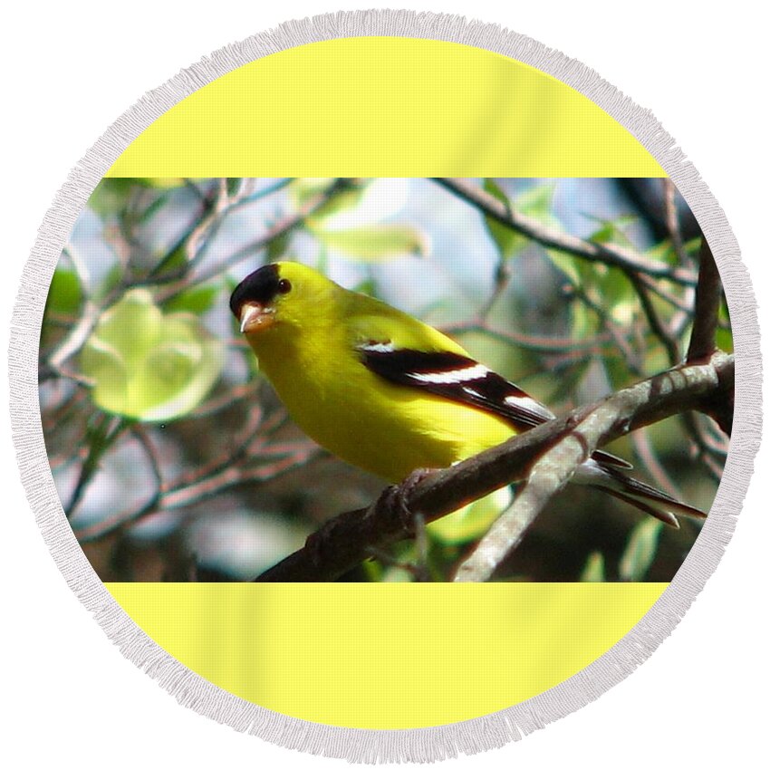 Goldfinch Round Beach Towel featuring the photograph Goldfinch Spring #1 by Angela Davies
