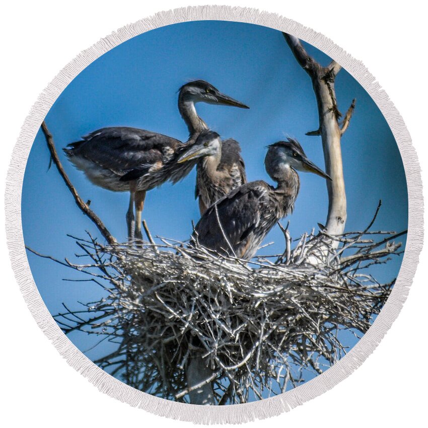 Heron Round Beach Towel featuring the photograph Great Blue Heron on Nest #1 by Ronald Grogan
