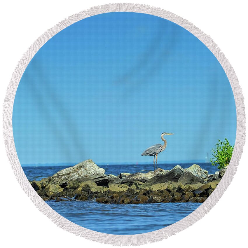 Ardea Herodias Round Beach Towel featuring the photograph Great Blue Heron on the Chesapeake Bay #1 by Patrick Wolf