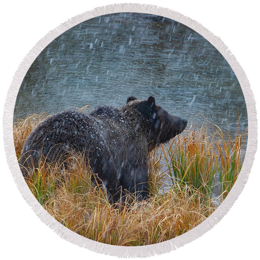 Mark Miller Photos Round Beach Towel featuring the photograph Grizzly in Falling Snow by Mark Miller