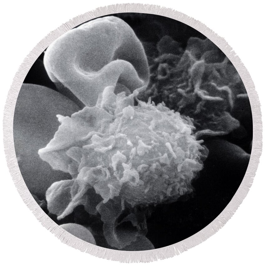 Science Round Beach Towel featuring the photograph Hairy Cell Leukemia, Sem #1 by Science Source