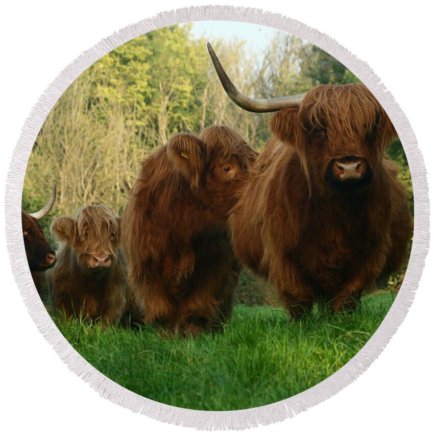 Cow Round Beach Towel featuring the photograph Highland Cows #1 by Ang El