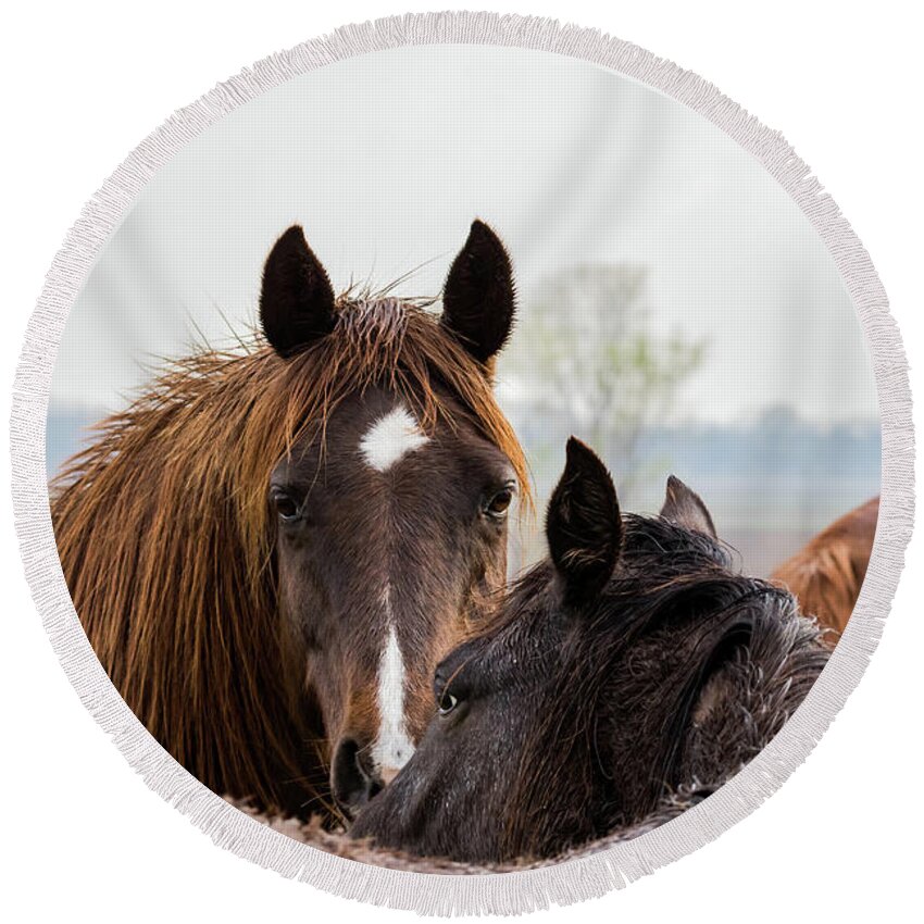 Jay Stockhaus Round Beach Towel featuring the photograph Horses #1 by Jay Stockhaus