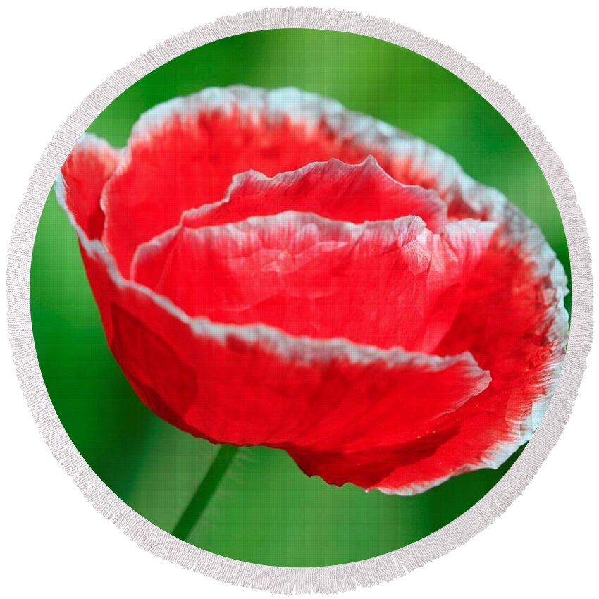 Mccombie Round Beach Towel featuring the photograph Iceland Poppy from the Garden Gnome Mix #5 by J McCombie
