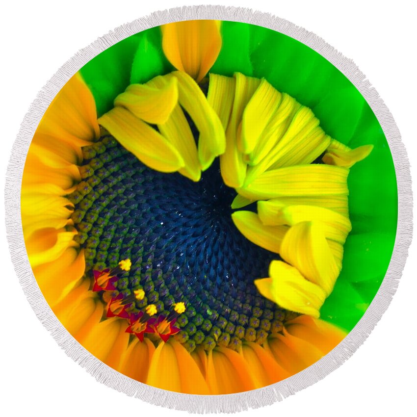 Photograph Of Sunflower Round Beach Towel featuring the photograph In the Beginning #1 by Gwyn Newcombe