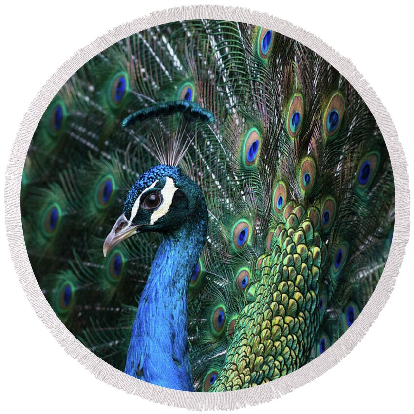 Indian Round Beach Towel featuring the photograph Indian Peacock with tail feathers up #1 by Andrew Michael