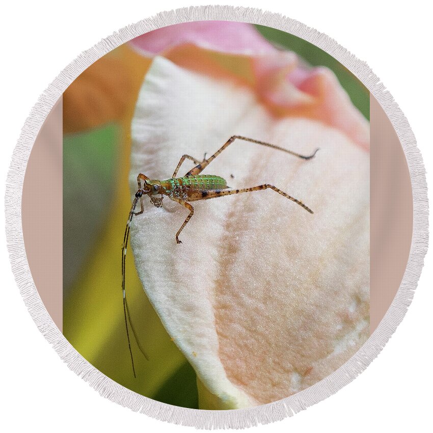 Insect Round Beach Towel featuring the photograph Insect On Flower #1 by Henri Irizarri