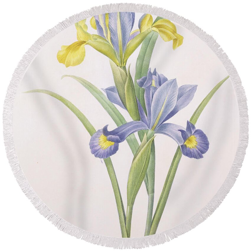 Iris Round Beach Towel featuring the drawing Iris xiphium by Pierre Joseph Redoute