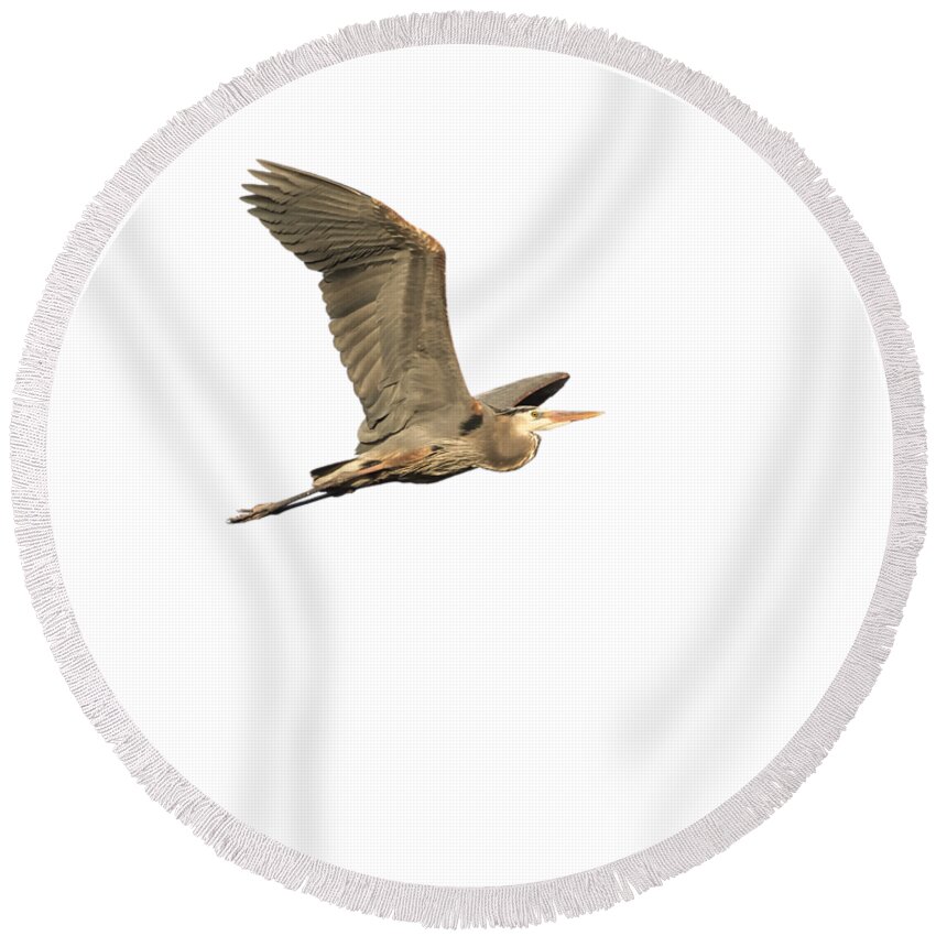 Great Blue Heron Round Beach Towel featuring the photograph Isolated Great Blue Heron 2015-5 #1 by Thomas Young