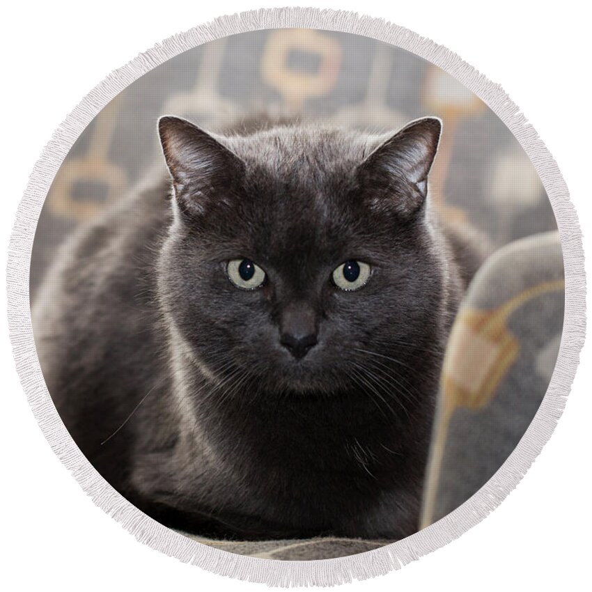 Cat Round Beach Towel featuring the photograph Jeff the Cat #1 by Susan Stone