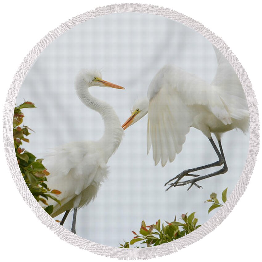 Great White Egrets Round Beach Towel featuring the photograph Jump #1 by Fraida Gutovich