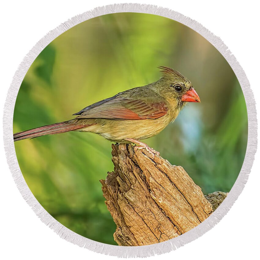 Birds Round Beach Towel featuring the photograph Lady Cardinal #2 by Peggy Blackwell