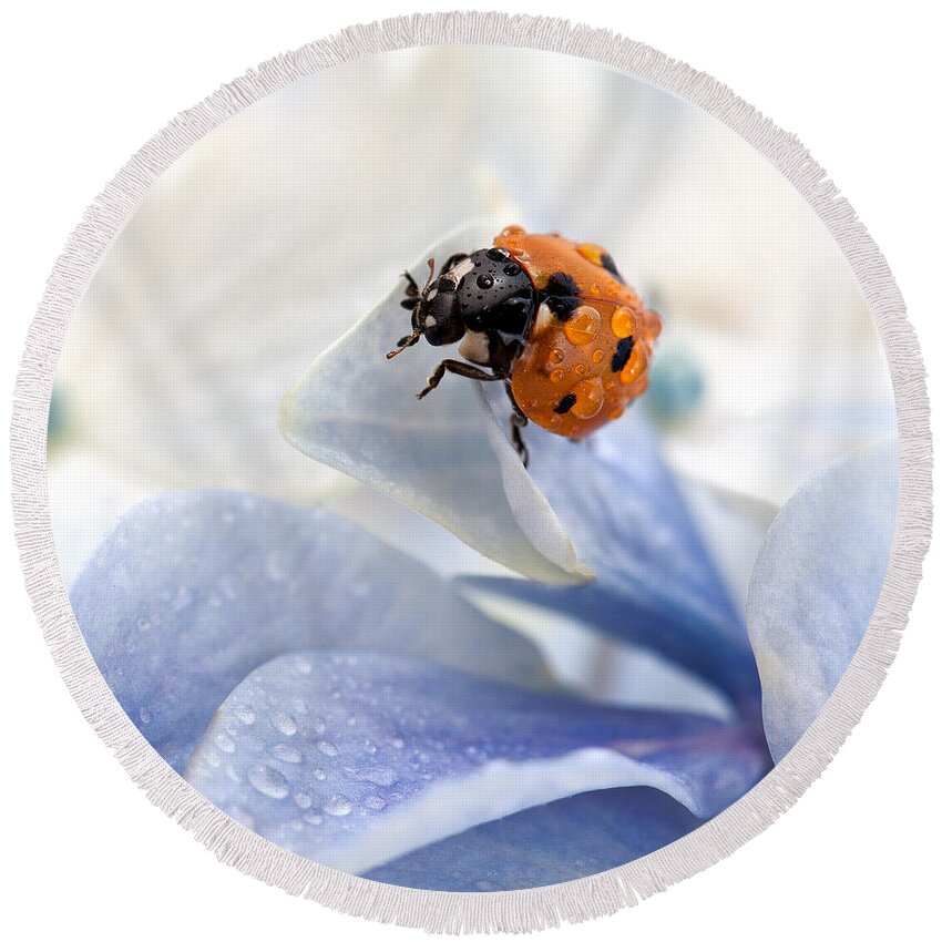 Ladybug Round Beach Towel featuring the photograph Ladybug #1 by Nailia Schwarz