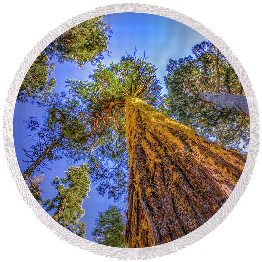 Calaveras Big Trees Round Beach Towel featuring the photograph Giant Sequoia Trees IV by LeeAnn McLaneGoetz McLaneGoetzStudioLLCcom