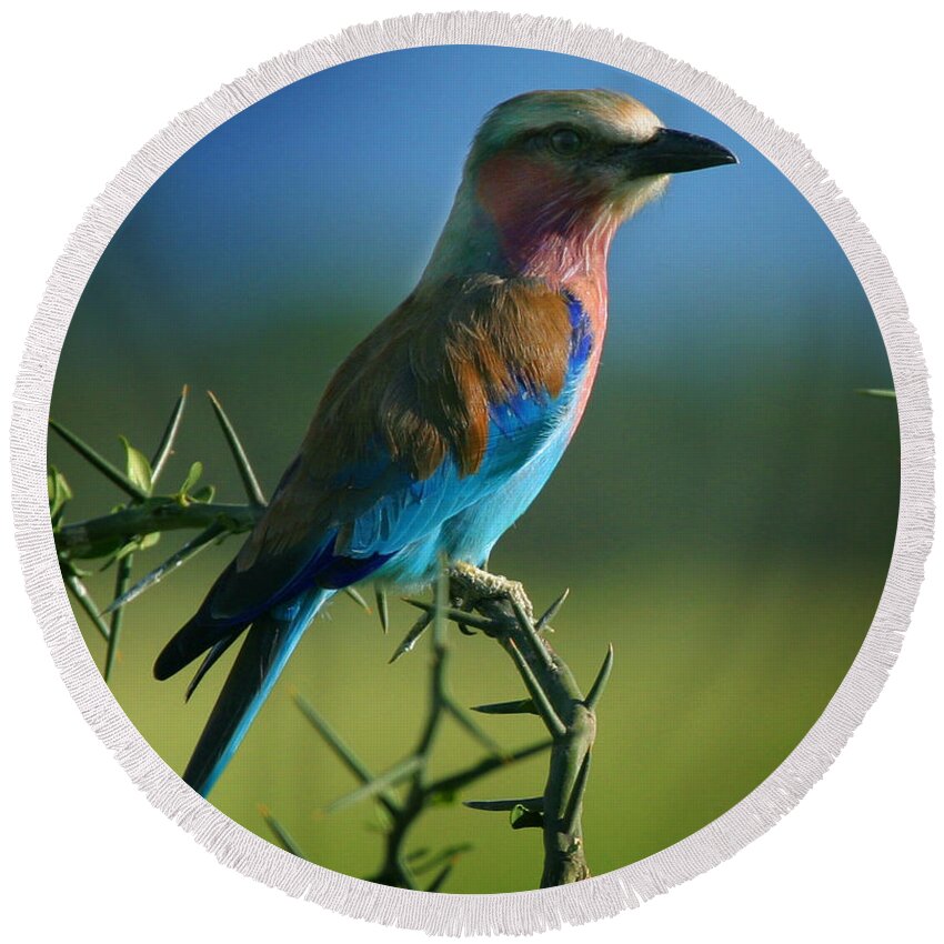 Designs Similar to Lilac Breasted Roller #1