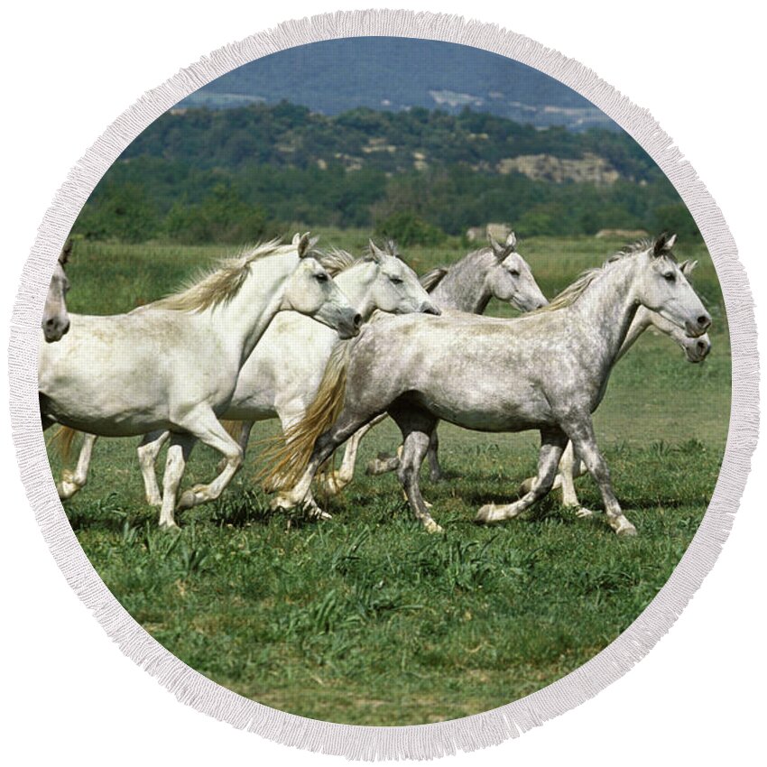 Adult Round Beach Towel featuring the photograph Lipizzaner Horse #1 by Gerard Lacz