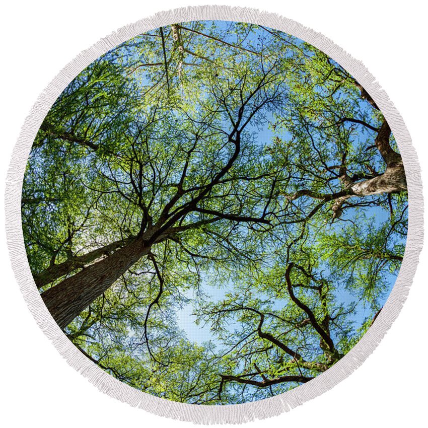 Austin Round Beach Towel featuring the photograph Majestic Cypress Trees by Raul Rodriguez