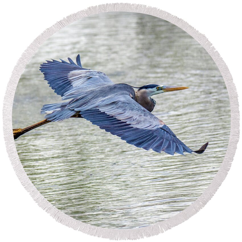 Great Blue Herons Round Beach Towel featuring the photograph Majestic Great Blue #2 by Judi Dressler